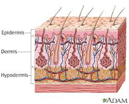 Integumentary System - Human Body Systems